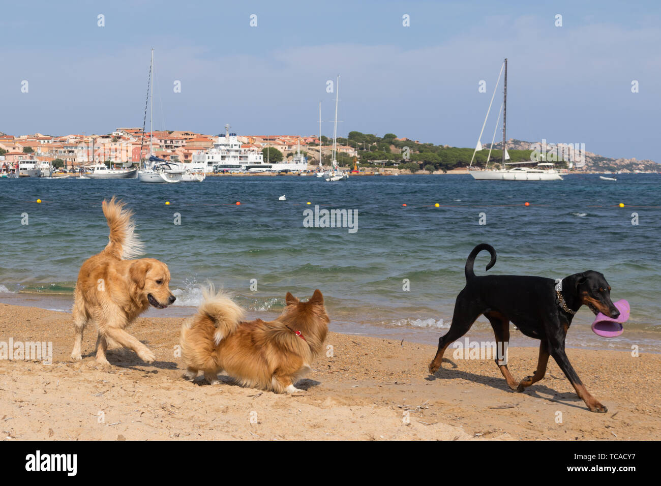 Gruppo di cani giocando con il frisbee sui cani friendly spiaggia vicino a Palau, Sardegna, Italia. Foto Stock