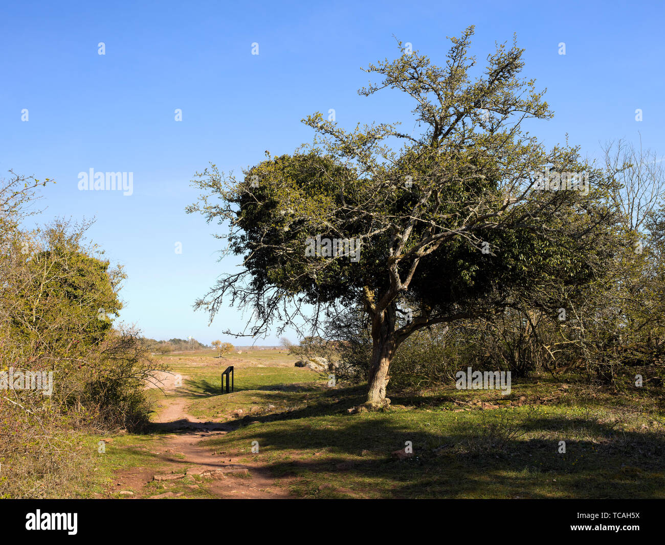 Tres pendente al di fuori Borgholm castello in rovina di Öland, Svezia Foto Stock