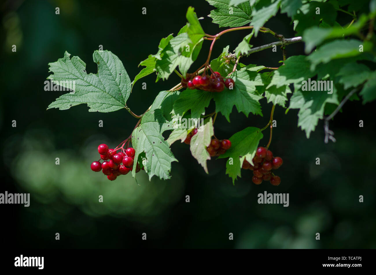 Opulus viburnum, bacche rosse e foglie all'aperto in tarda estate. Ramo di viburno rosso nel giardino. Mazzo di bacche di viburnum rosse su un ramo. Morbido Foto Stock