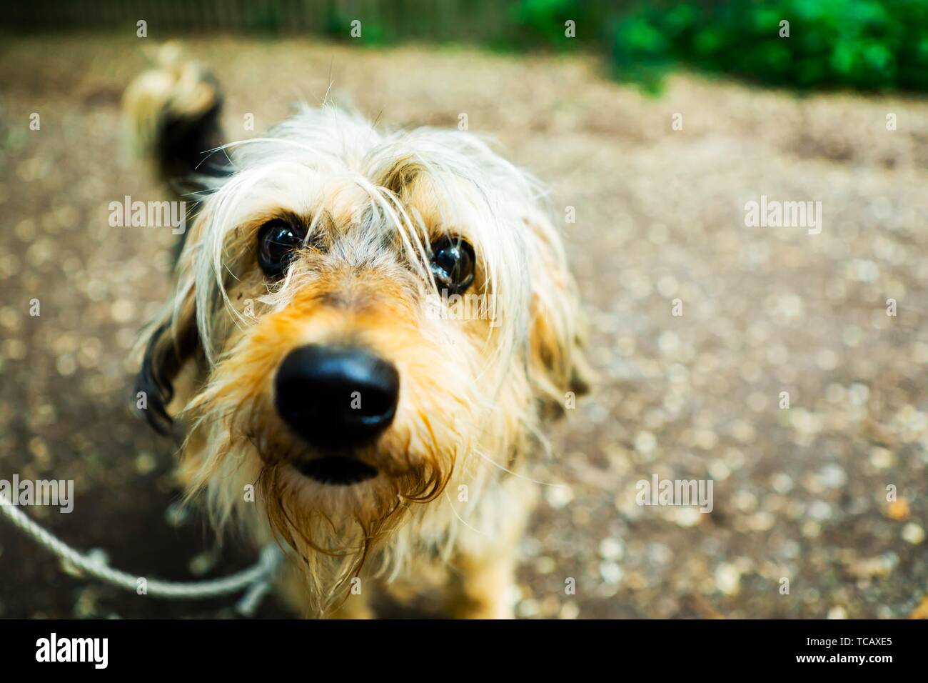 Piccolo shaggy cane al guinzaglio guardando nella telecamera Foto Stock
