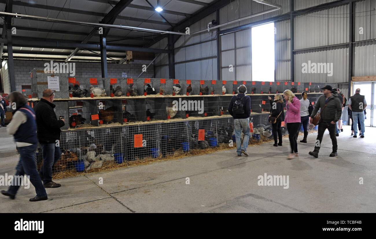 Persone esaminando il pollame in vendita presso il Royal Welsh spring festival di piccoli coltivatori Foto Stock