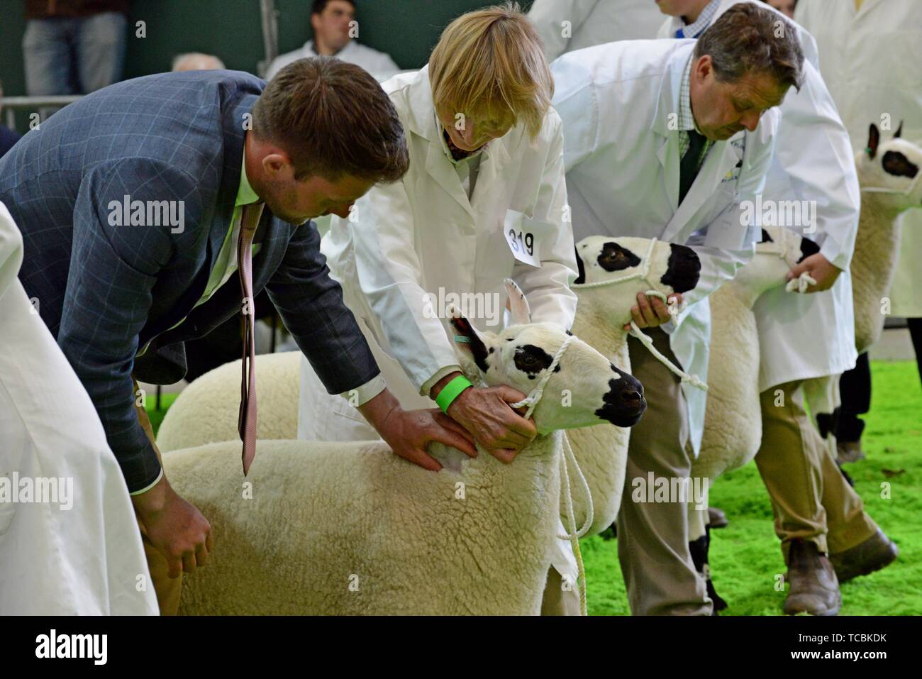 Kerry Hill pecore essendo giudicato nell'anello presso il Royal Welsh festival di primavera Foto Stock