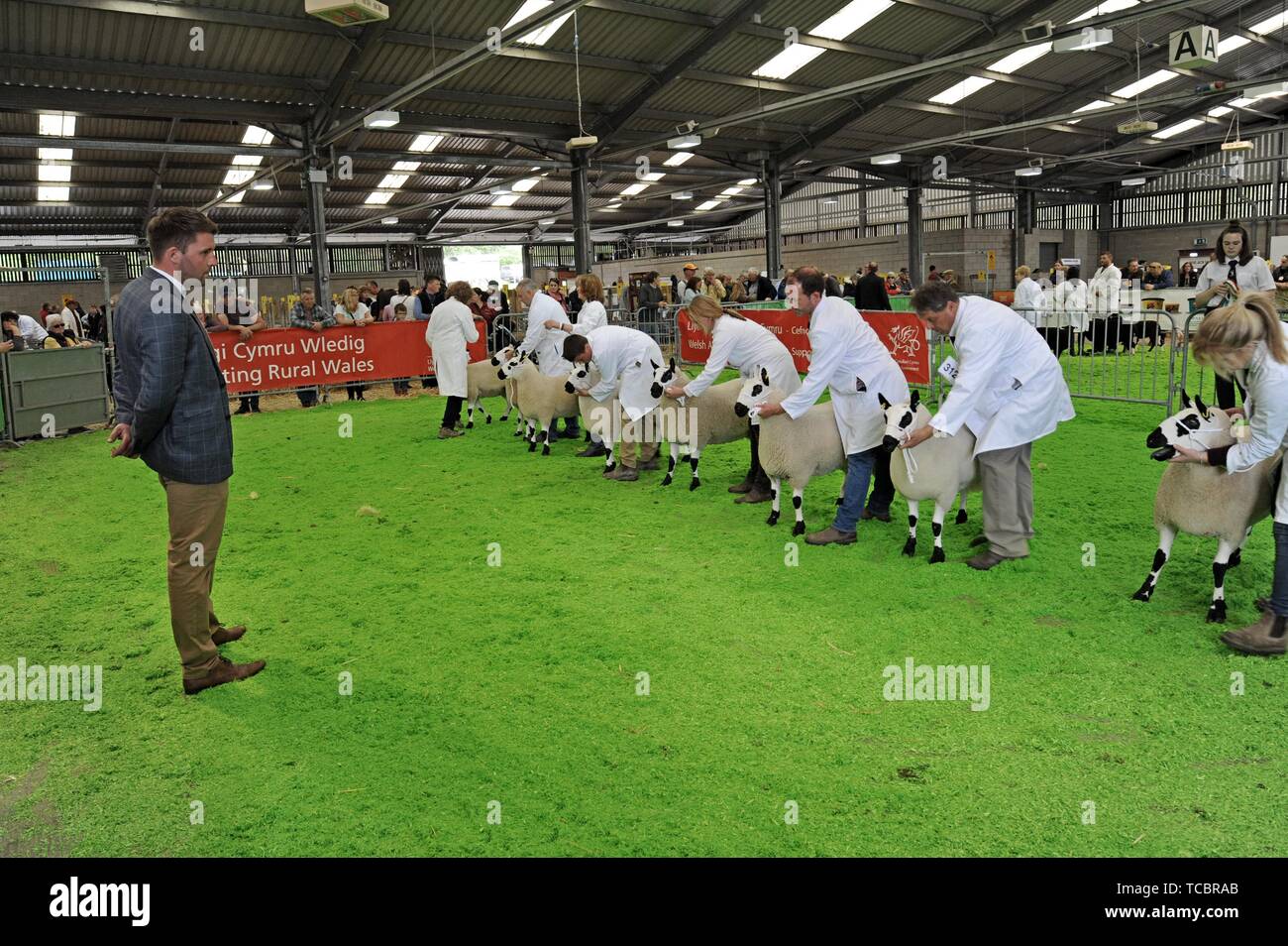 Kerry Hill pecore essendo giudicato nell'anello presso il Royal Welsh festival di primavera Foto Stock