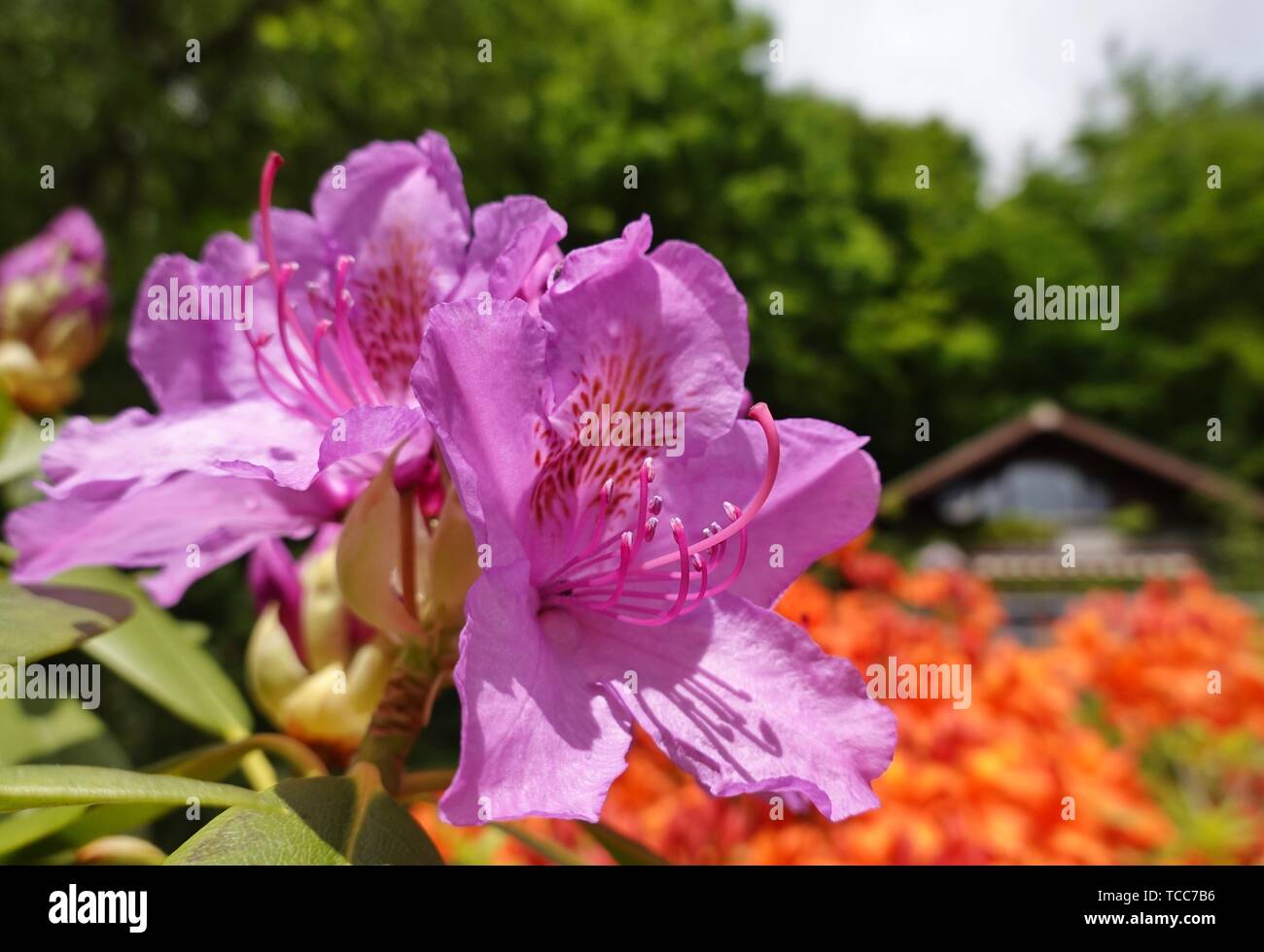 Oberhof, Germania. 29 Maggio, 2019. Il fiore viola di rododendro in un giardino su Schwarzberg. L'arbusto, noto anche come il rosa alpina, appartiene alla famiglia di erica. Un orange garden azalea blumi in background. Credito: Soeren Stache/dpa-Zentralbild/ZB/dpa/Alamy Live News Foto Stock