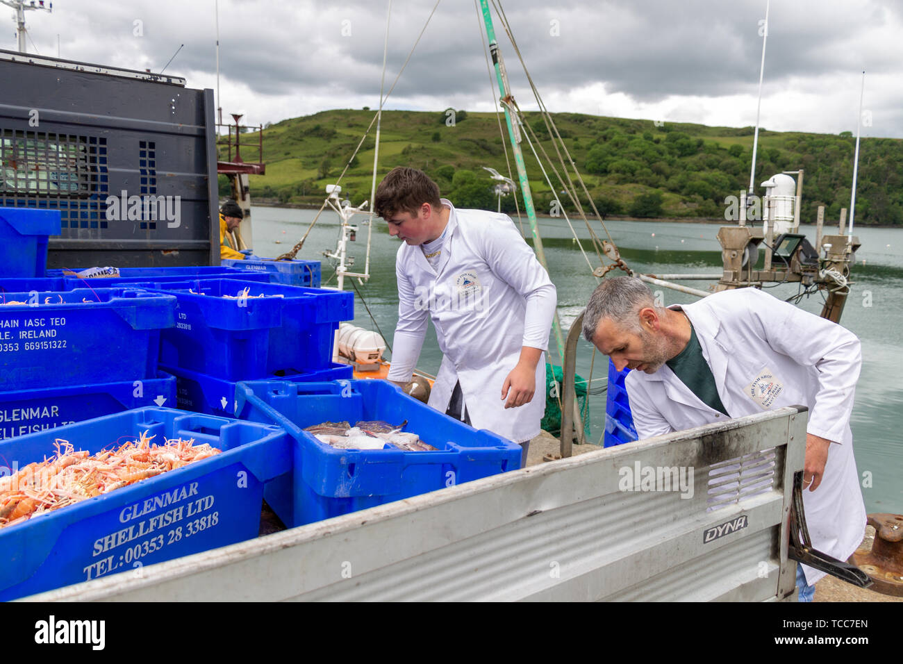 Unione Hall, West Cork, Irlanda, 7 giugno 2019, un altro caloroso inizio di giornata e una multa di catture di gamberi e pesce bianco arriva a terra in unione Hall. I gamberi sono destinate ai mercati esteri. Aphperspective credito/ Alamy Live News Foto Stock