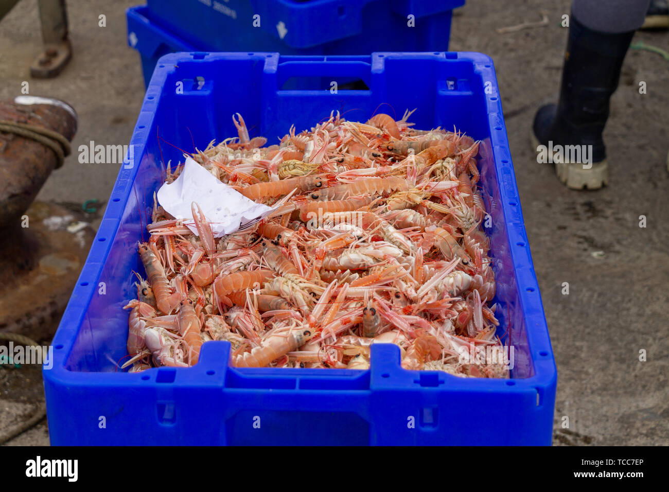 Unione Hall, West Cork, Irlanda, 7 giugno 2019, un altro caloroso inizio di giornata e una multa di catture di gamberi e pesce bianco arriva a terra in unione Hall. I gamberi sono destinate ai mercati esteri. Aphperspective credito/ Alamy Live News Foto Stock