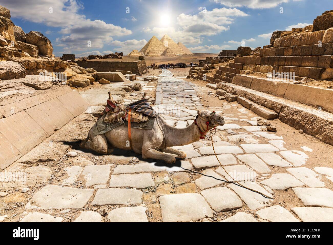 Un cammello tra le rovine del tempio di Giza in Egitto. Foto Stock