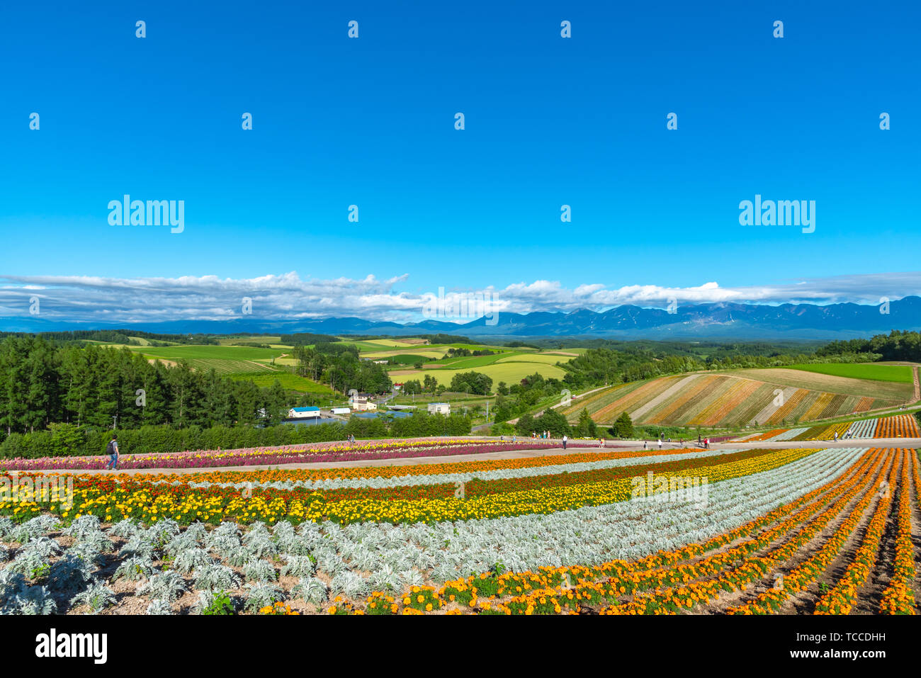 Fiori vivaci streak pattern attrae visitatori. Panoramica di fiori colorati in campo Shikisai-no-oka, un posto molto popolare per visite turistiche nella città di Biei, Foto Stock