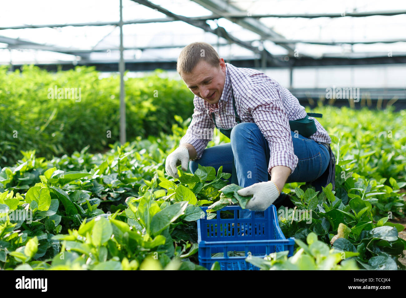 Lavoratore controllo qualità del Malabar piante di spinaci e la rottura di foglie appassite in fattoria di serra Foto Stock