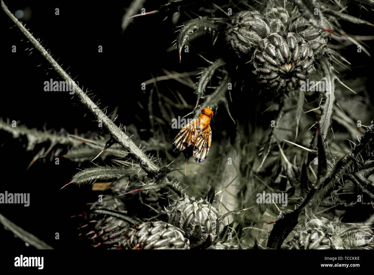 Un volo è atterrato sul ramo pieno di spine in un thistle. Foto Stock