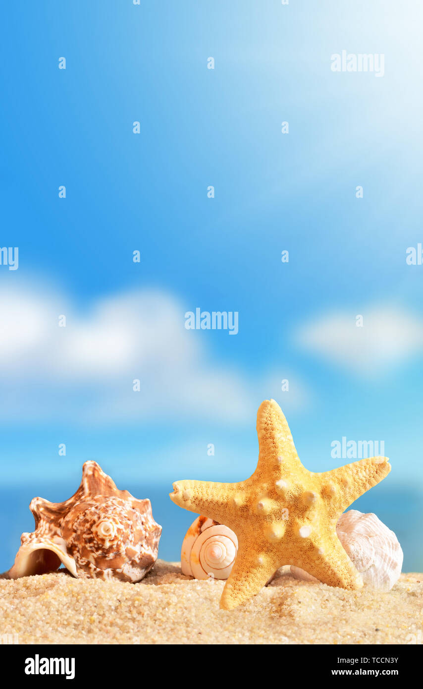 Summer Beach. Conchiglia e la stella di mare su una spiaggia di sabbia e il cielo come sfondo. Foto Stock