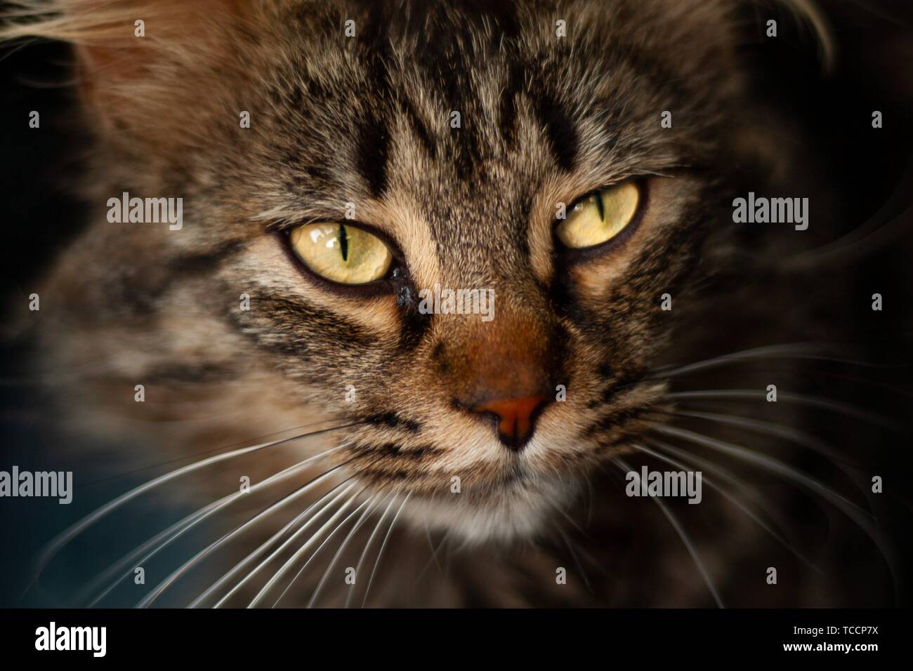 I dettagli di un bellissimo gatto domestico con occhi color ambra Foto Stock
