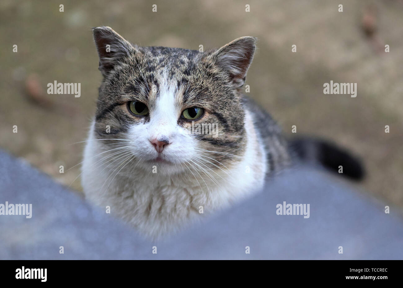 Gatto maschio look Foto Stock