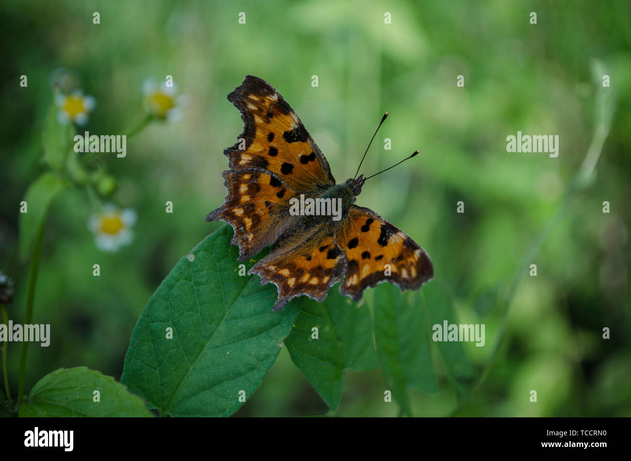 Rosso-marrone a farfalla posata sull'erba verde. Polygonia c-album, la virgola butterfly, famiglia Nymphalidae. macro close up, sfondi sfocati Foto Stock
