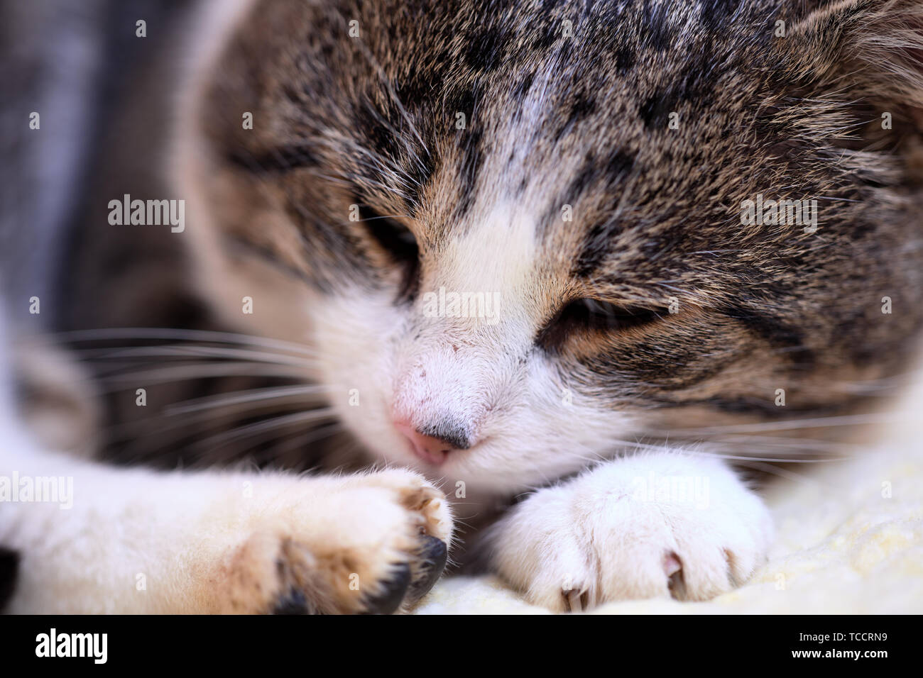 Faccia di disteso un gatto maschio Foto Stock