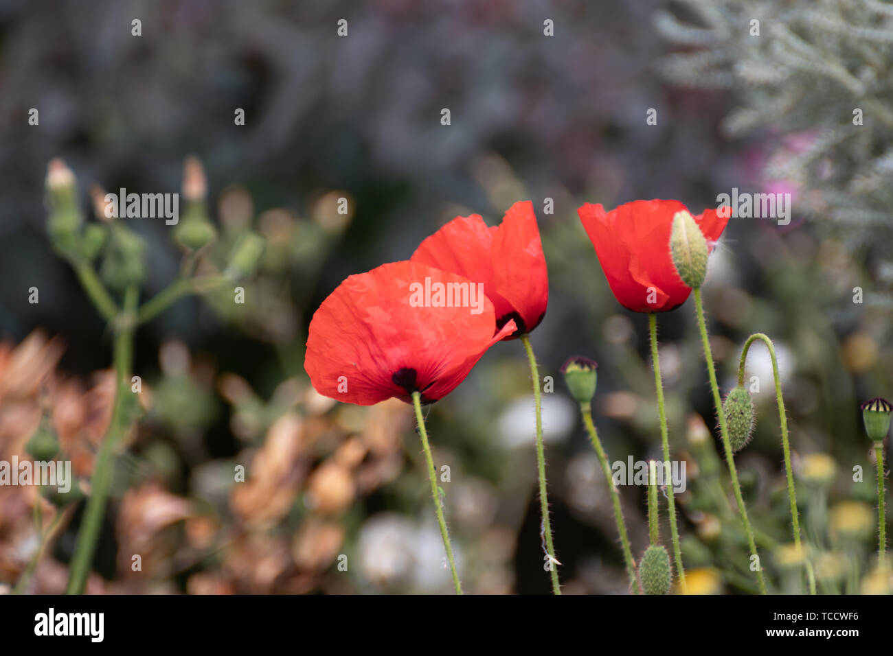 Tre papaveri rossi in un campo Foto Stock