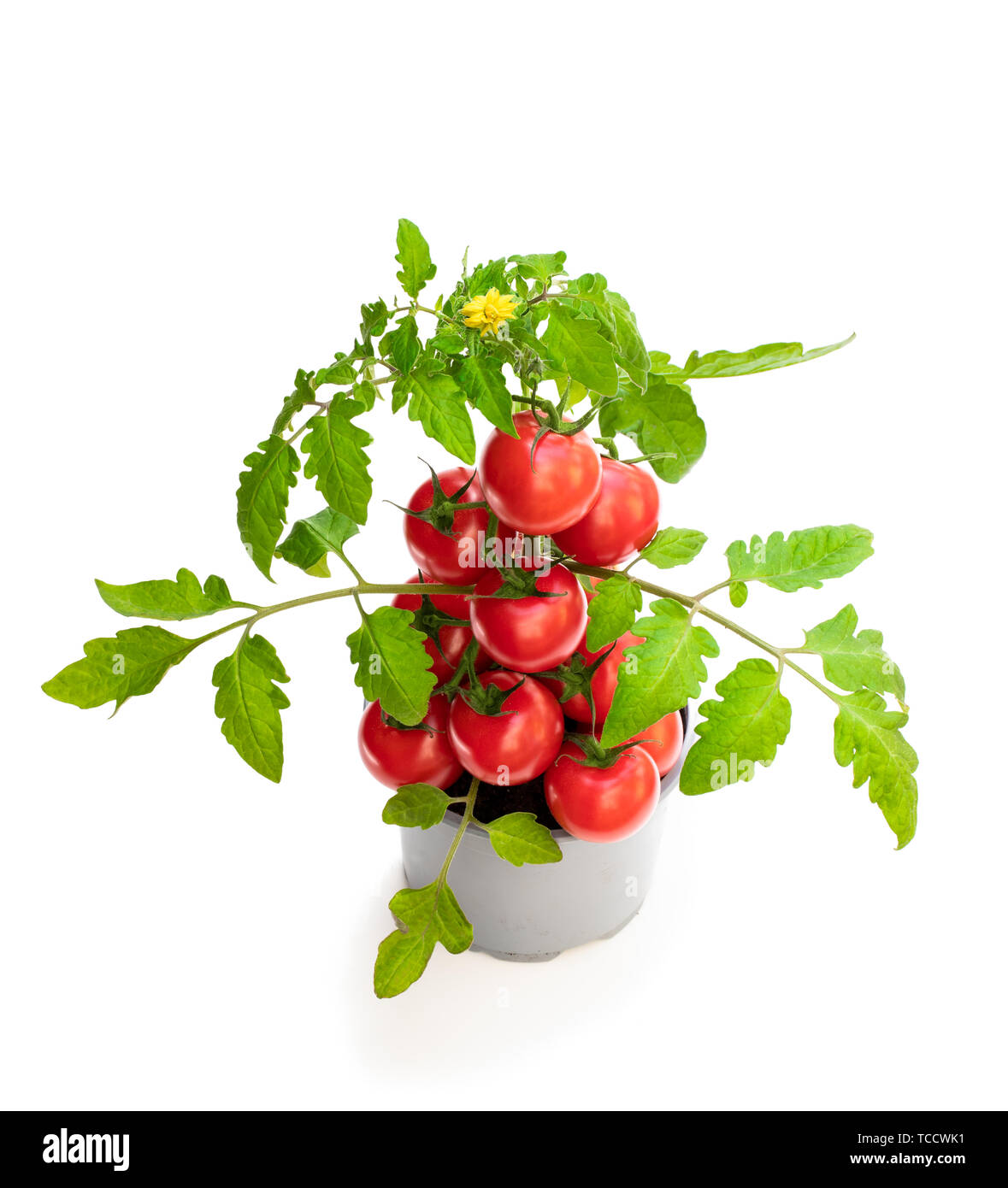 Fresh home pomodoro coltivate con piante di pomodori. Concetto di raccolto enorme Foto Stock