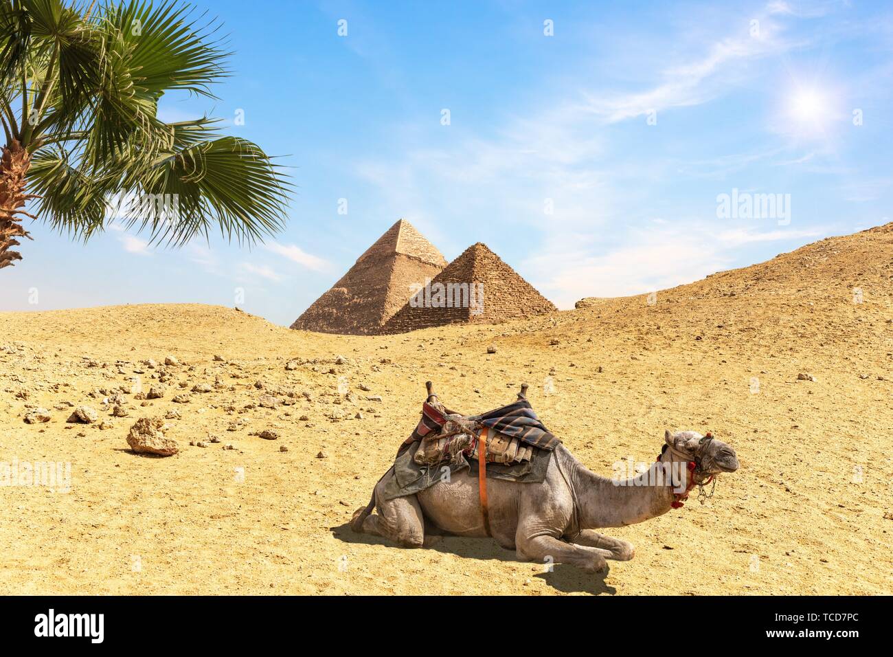 Scenario desertico con le piramidi, un cammello amd palme, Egitto. Foto Stock