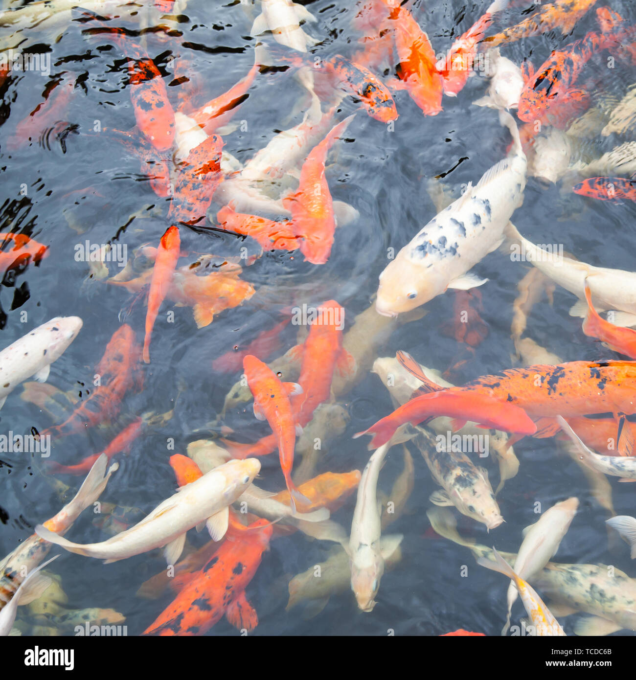 Il Pesce Sacro Tradizionale Del Giapponese Di Koi Della Carpa Con Il Geroglifico Giapponese