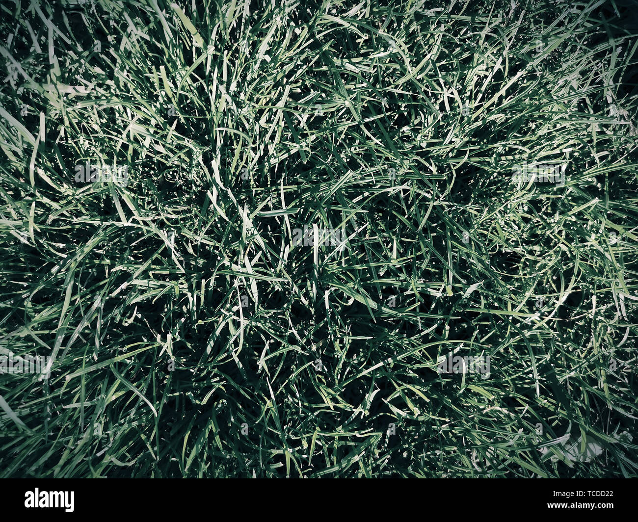 Giovani erba verde sul prato in una giornata di sole. Foto Stock