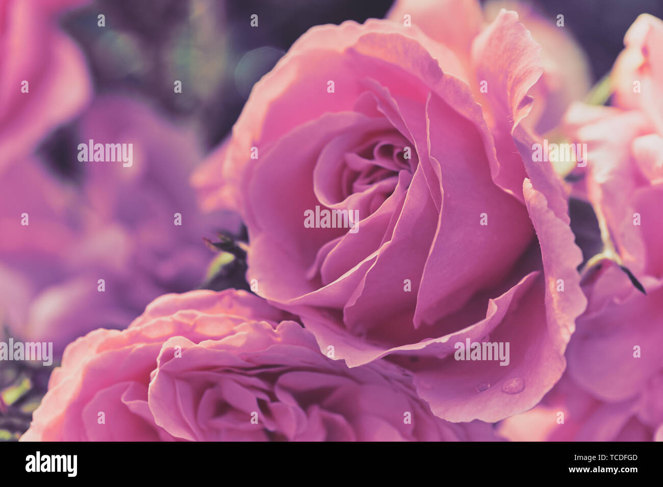 Macro foto a colori di rose rosa in un delicato stile come immagine di sfondo o biglietti di auguri Foto Stock
