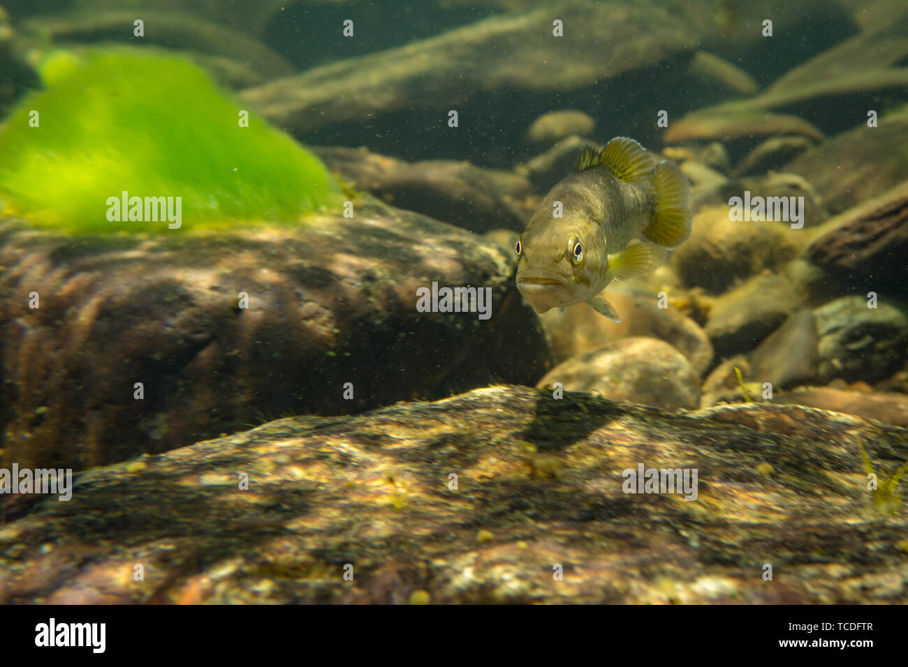 Smallmouth underwater Foto Stock