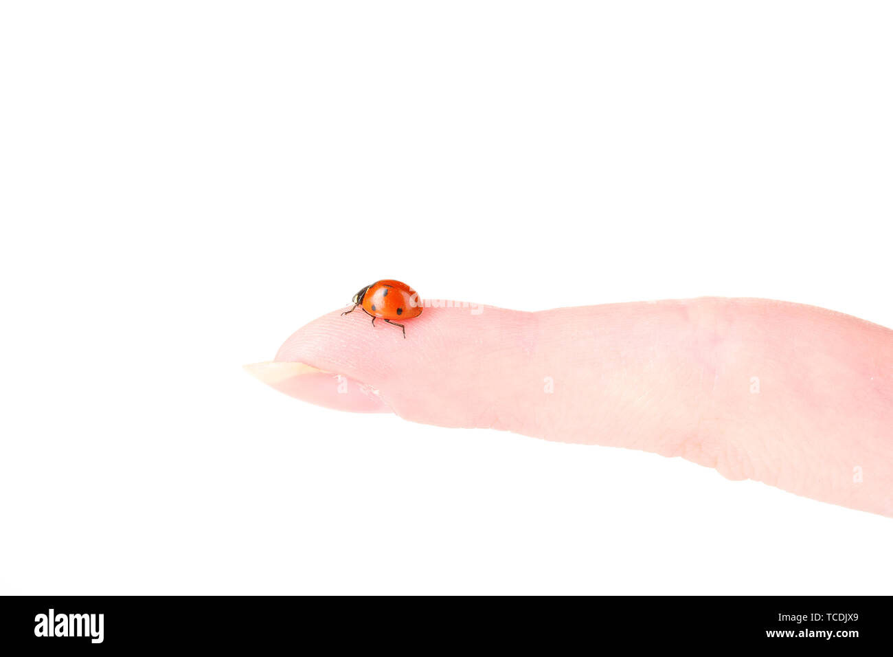 Coccinella sul dito isolato su bianco Foto Stock