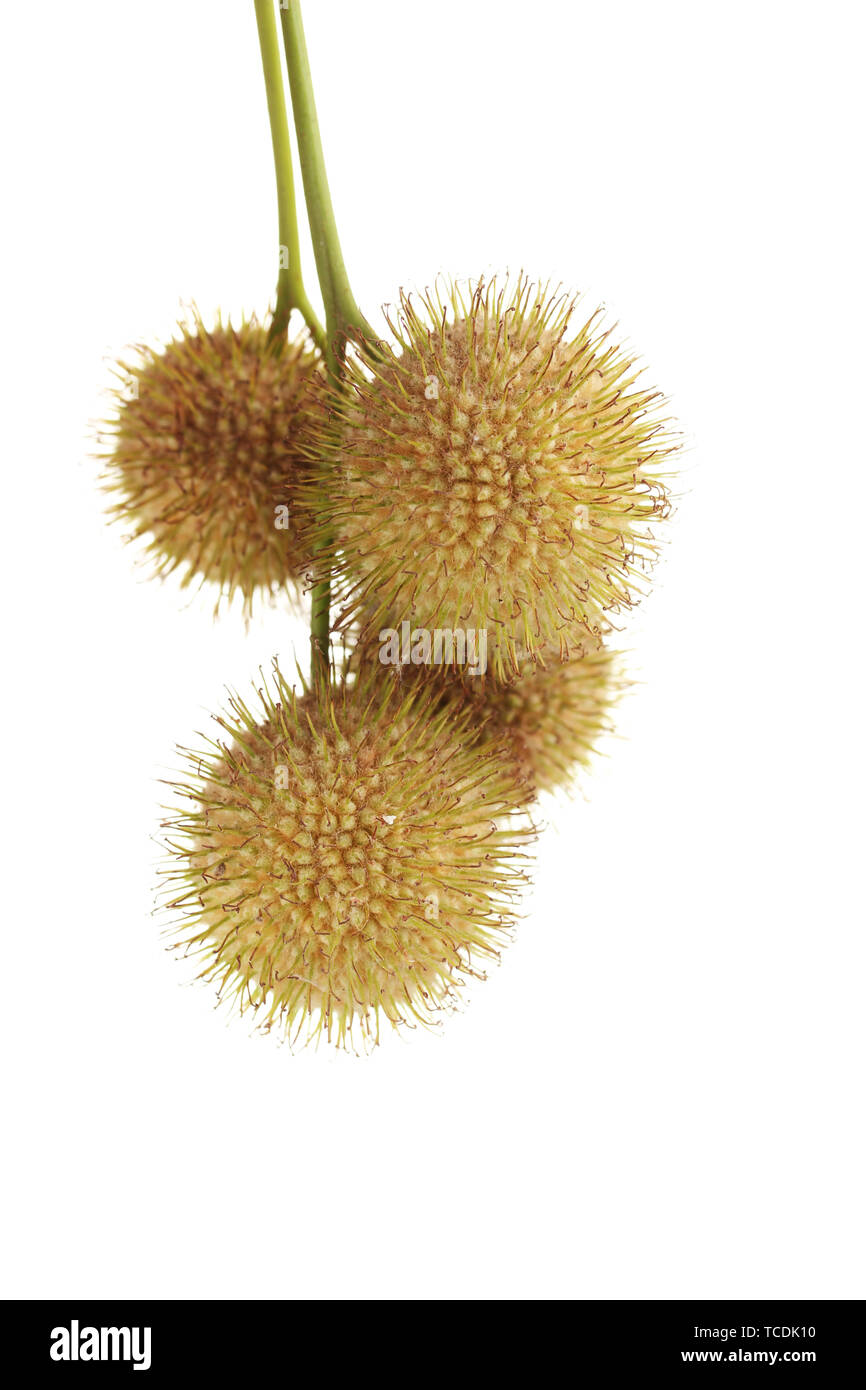 Zucchero Di Acero Puro Bio – Oasi Delle Spezie