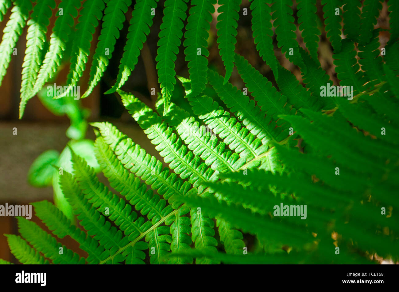 Naturale sfondo floreale. Bella e verde foglie di felce texture con raggi di sole. Foto Stock