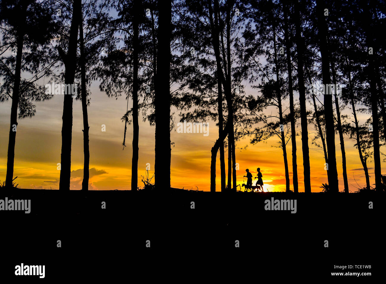 Silhouette di due bambini a piedi con i cani, Indonesia Foto Stock