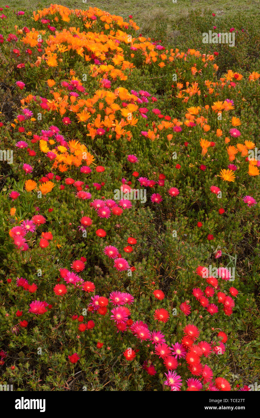 Una grande quantità di rosa e arancio fiori crescono in un lussureggiante verde circostante. Arancione e rosa fiori si fondono insieme. Foto Stock