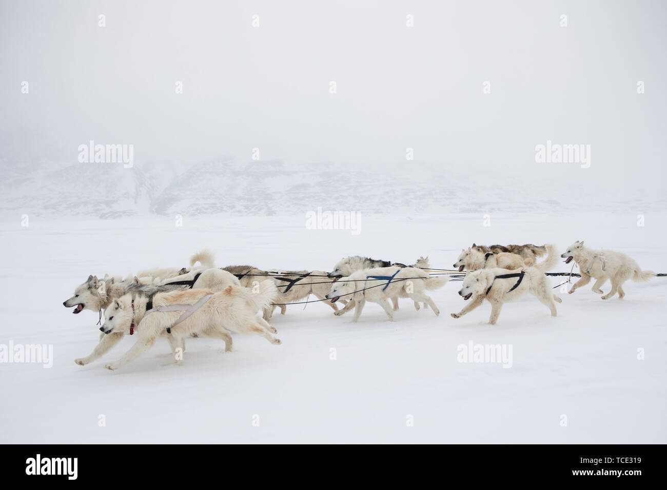 Pack di Alaskan Huskies tirando un dogsled, Canada Foto Stock