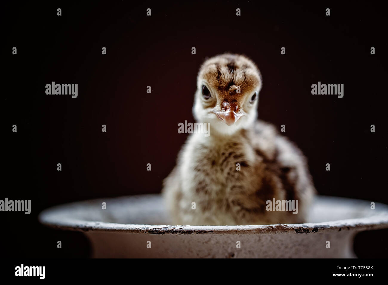 La Turchia chick seduto in un piatto Foto Stock
