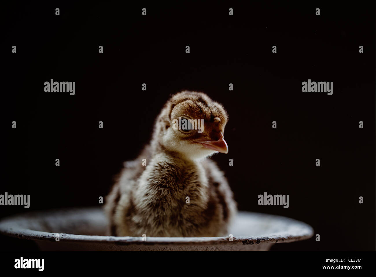 La Turchia chick seduto in un piatto Foto Stock