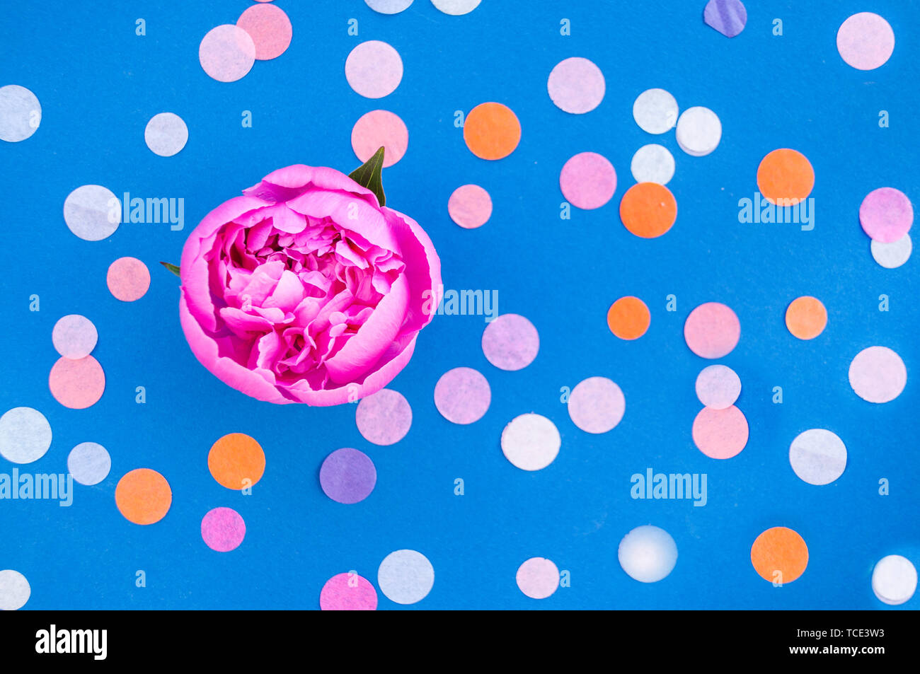 Piatto di laici di un bel colore rosa peonia fiore su sfondo blu con colorati coriandoli e copyspace. Foto Stock