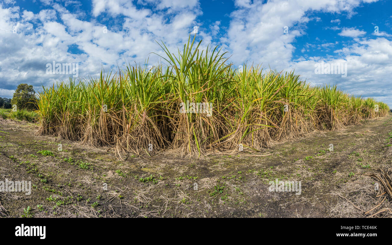 Produzione agricola di canna da zucchero in una piantagione Foto Stock