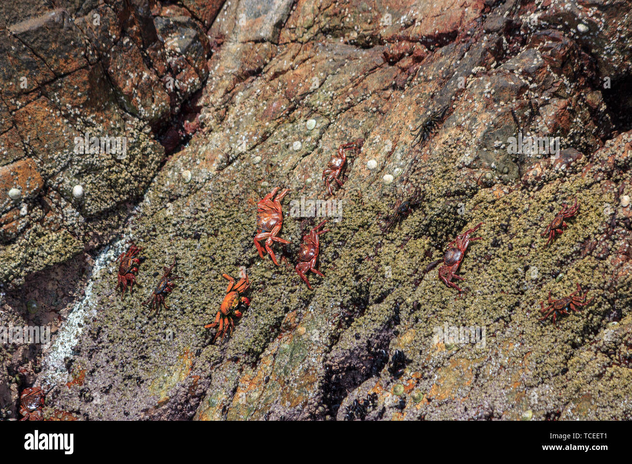 Gruppo di granchi sulle scogliere di Islas Ballestas, Perù Foto Stock
