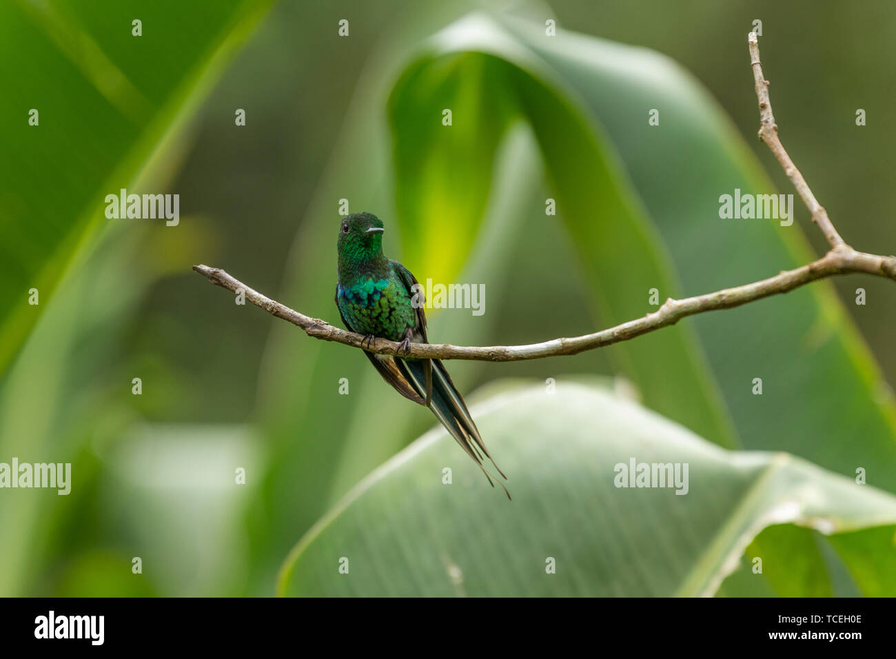 Un verde Thorntail Hummingbird - Discosura conversii - posatoi su un ramo vicino Bajos del Toro in Costa Rica. Foto Stock