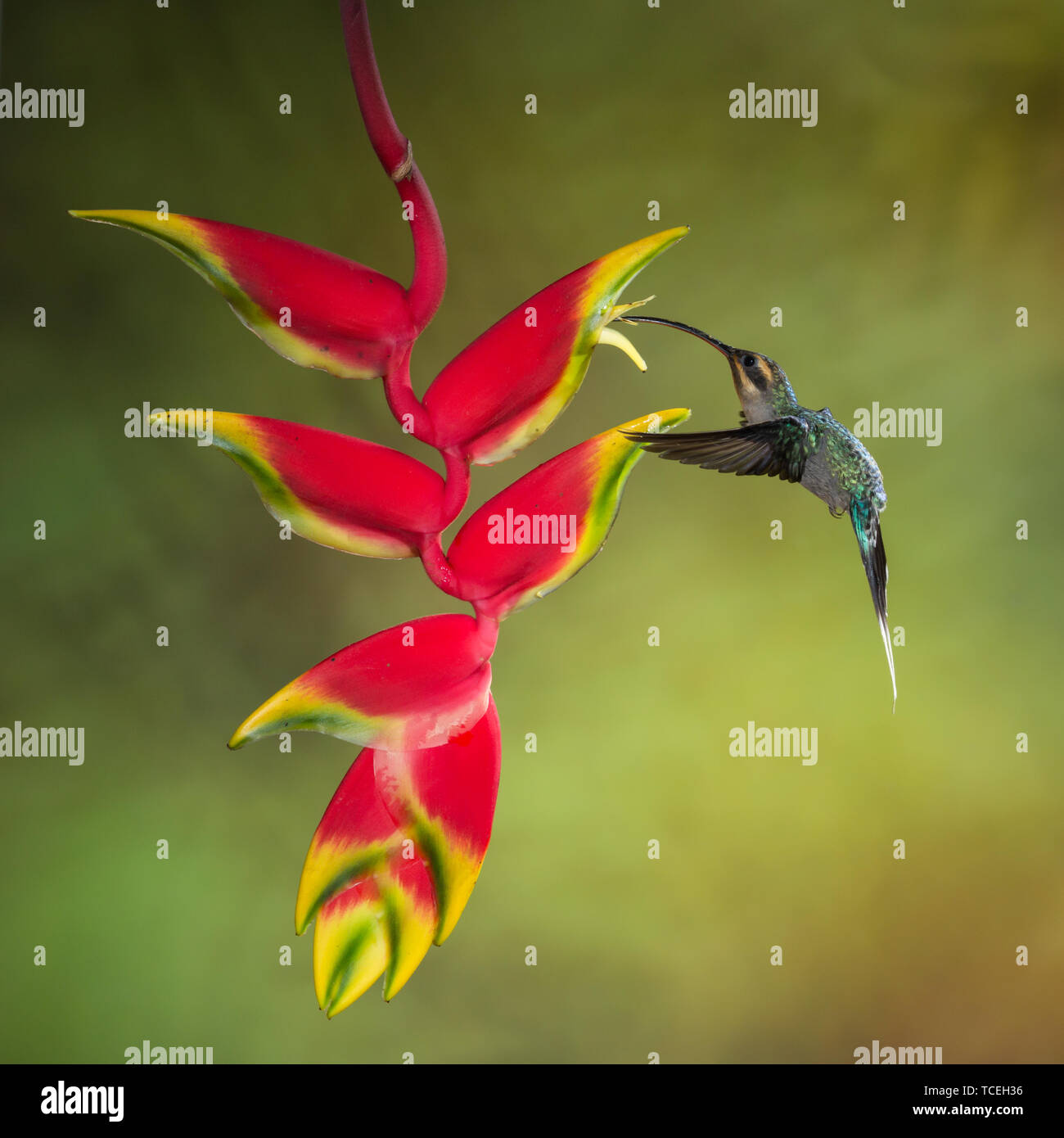 Un eremita verde Hummingbird - Phaethornis guy - alimentazione sul nettore di una griffa di aragosta Heliconia fiore in Costa Rica. Foto Stock