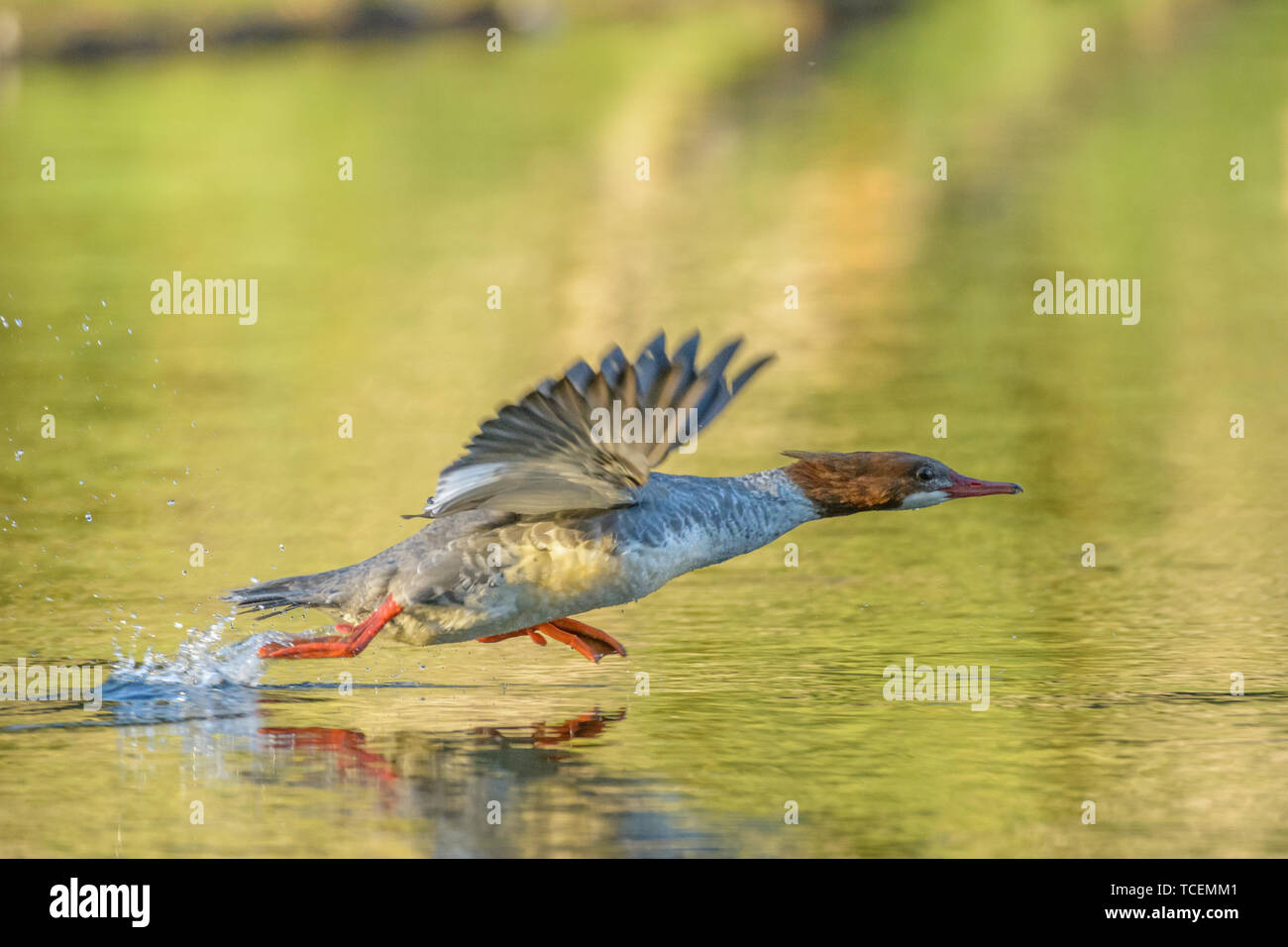 Una femmina comune merganser si estende su tutta la superficie dell'acqua atempting a prendere il volo. Foto Stock