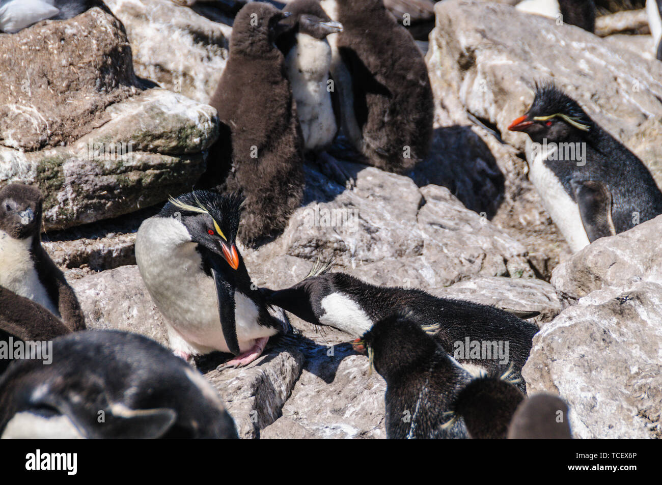 Pinguini saltaroccia su Westpoint Island, le Falkland Foto Stock