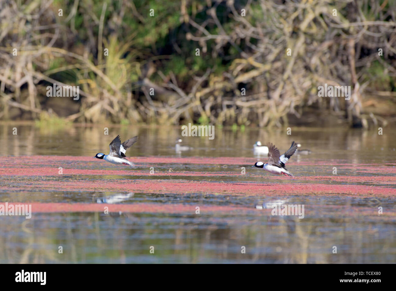 Due incantevoli anatre diffondere i venti e volare oltre la superficie del lago coperto con sostanza rosa Foto Stock