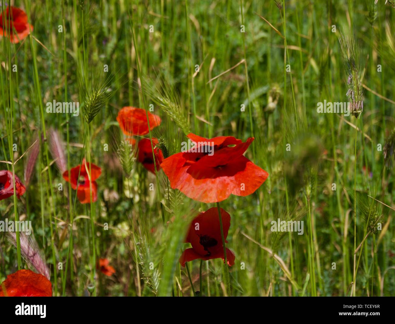 Bella papavero rosso fiori su campi Crimea, estate Foto Stock