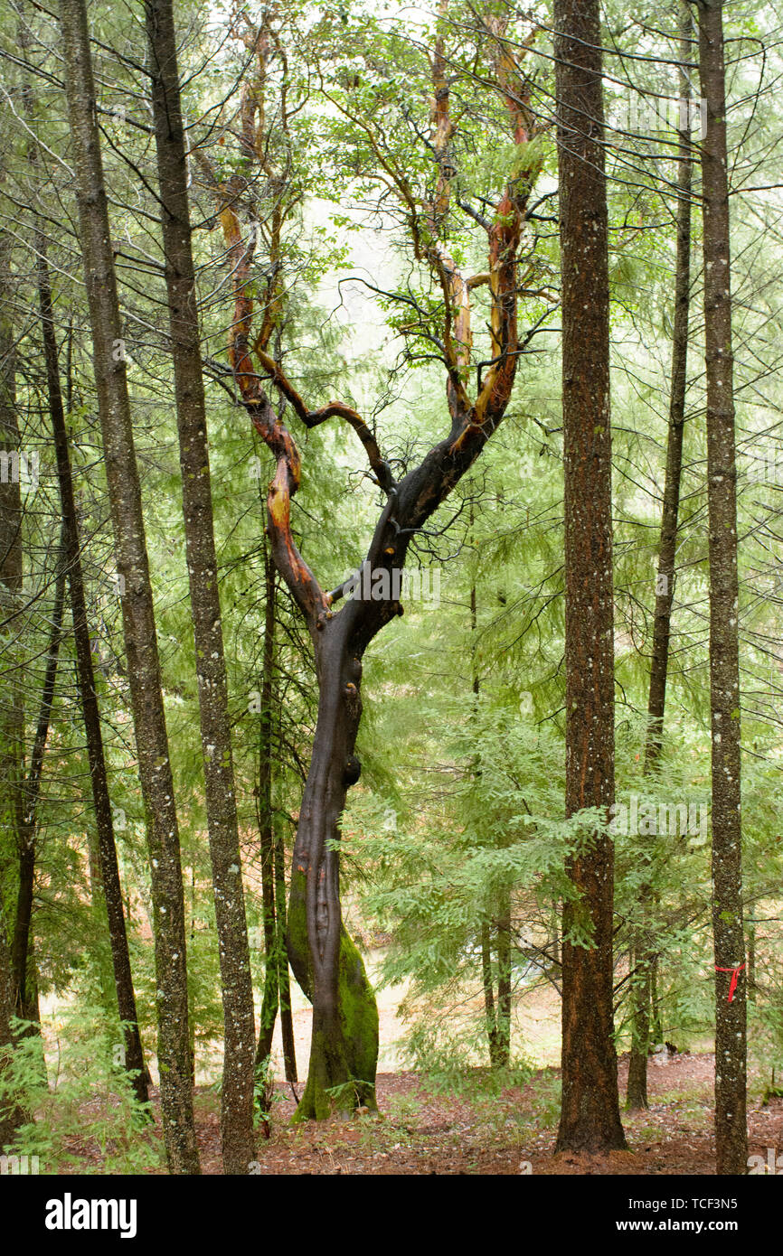 Atipico sopravvivenza nero senza corteccia in legno di conifere foresta verde Foto Stock