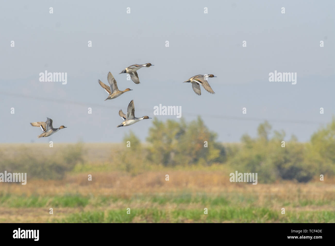 Vista di pochi grigio pintail anatre nel momento del volo sopra il lago e la conservazione delle zone umide Foto Stock