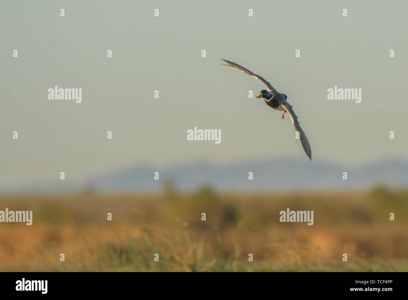 Vista della wild drake nel momento del volo al di sopra di zone umide in luce diurna Foto Stock