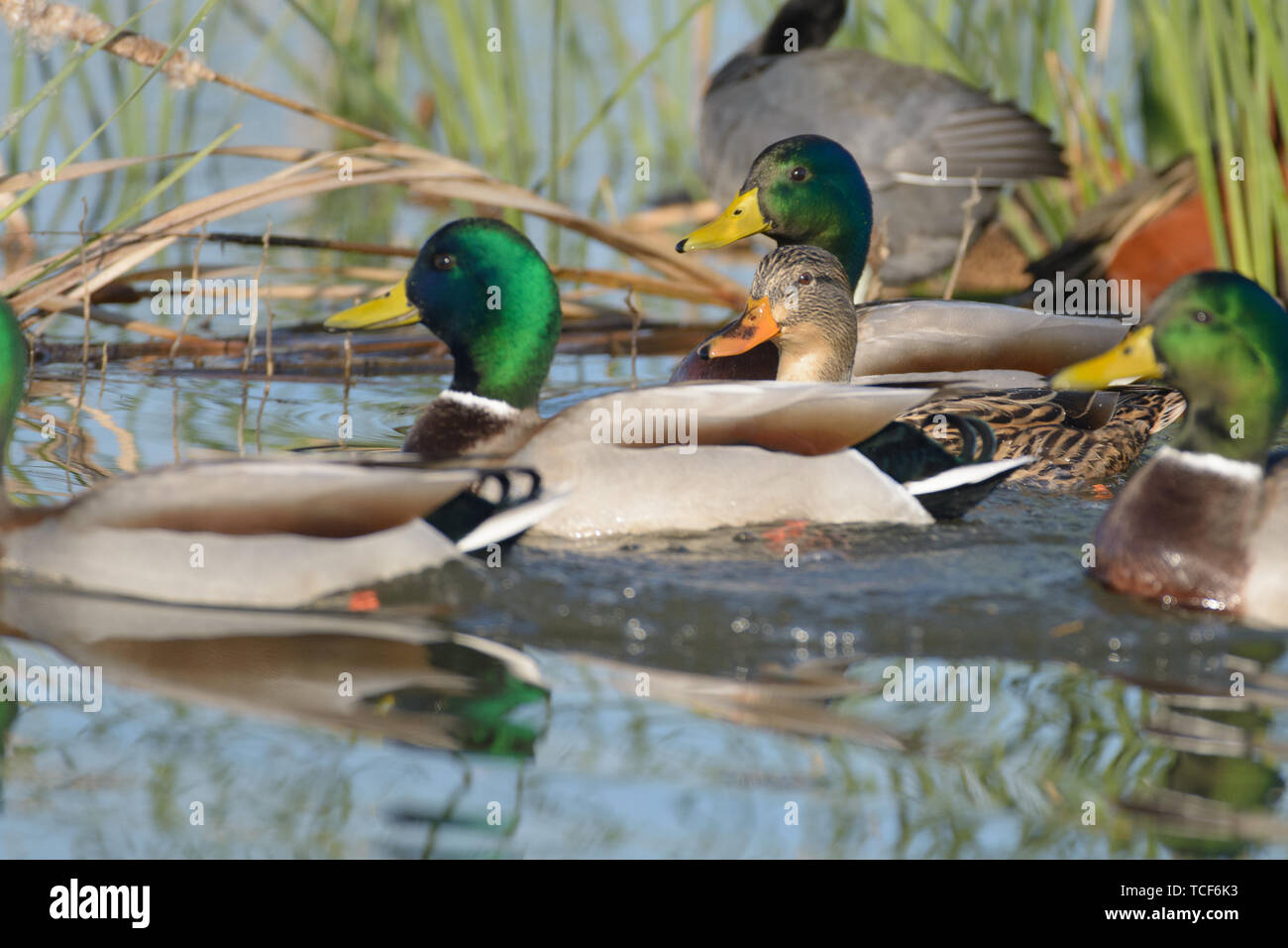 Stormo di anatre galleggianti in pura acqua ancora su sfondo verde di sedge Foto Stock