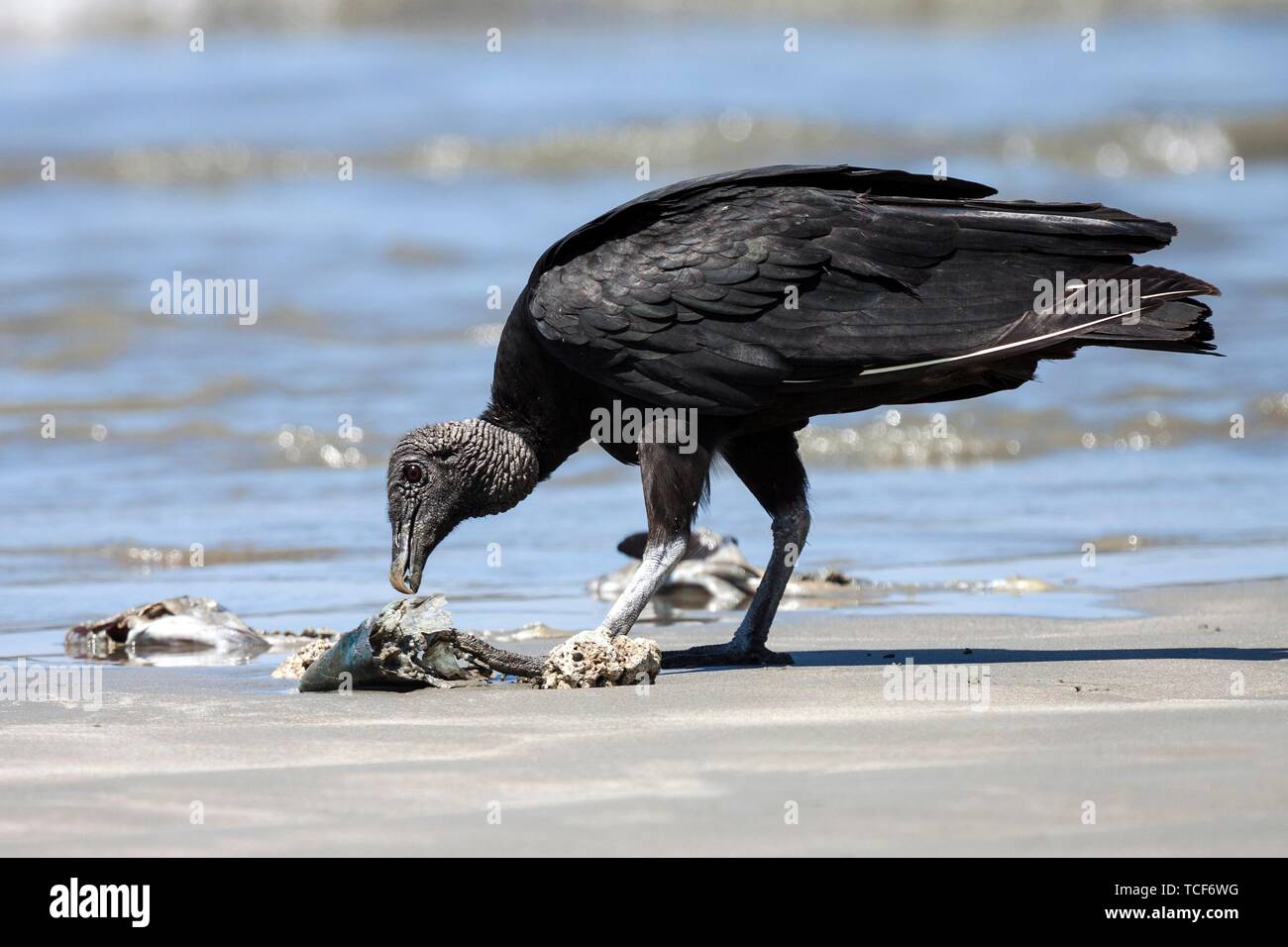 Avvoltoio nero (Coragyps atratus) mangia lavato fino i pesci morti sulla spiaggia, Samara, Nicoya peninsula, provincia di Guanacaste, Costa Rica, America Centrale Foto Stock