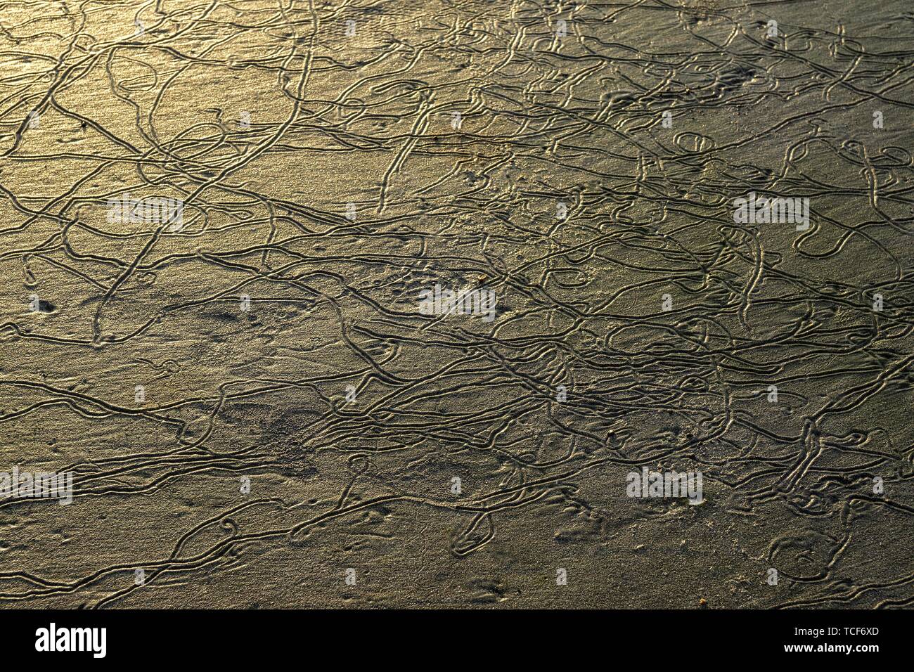 Tracce di lugworms (Arenicolidae) a bassa marea nella sabbia, Playa Samara, Samara, Nicoya peninsula, provincia di Guanacaste, Costa Rica, America Centrale Foto Stock