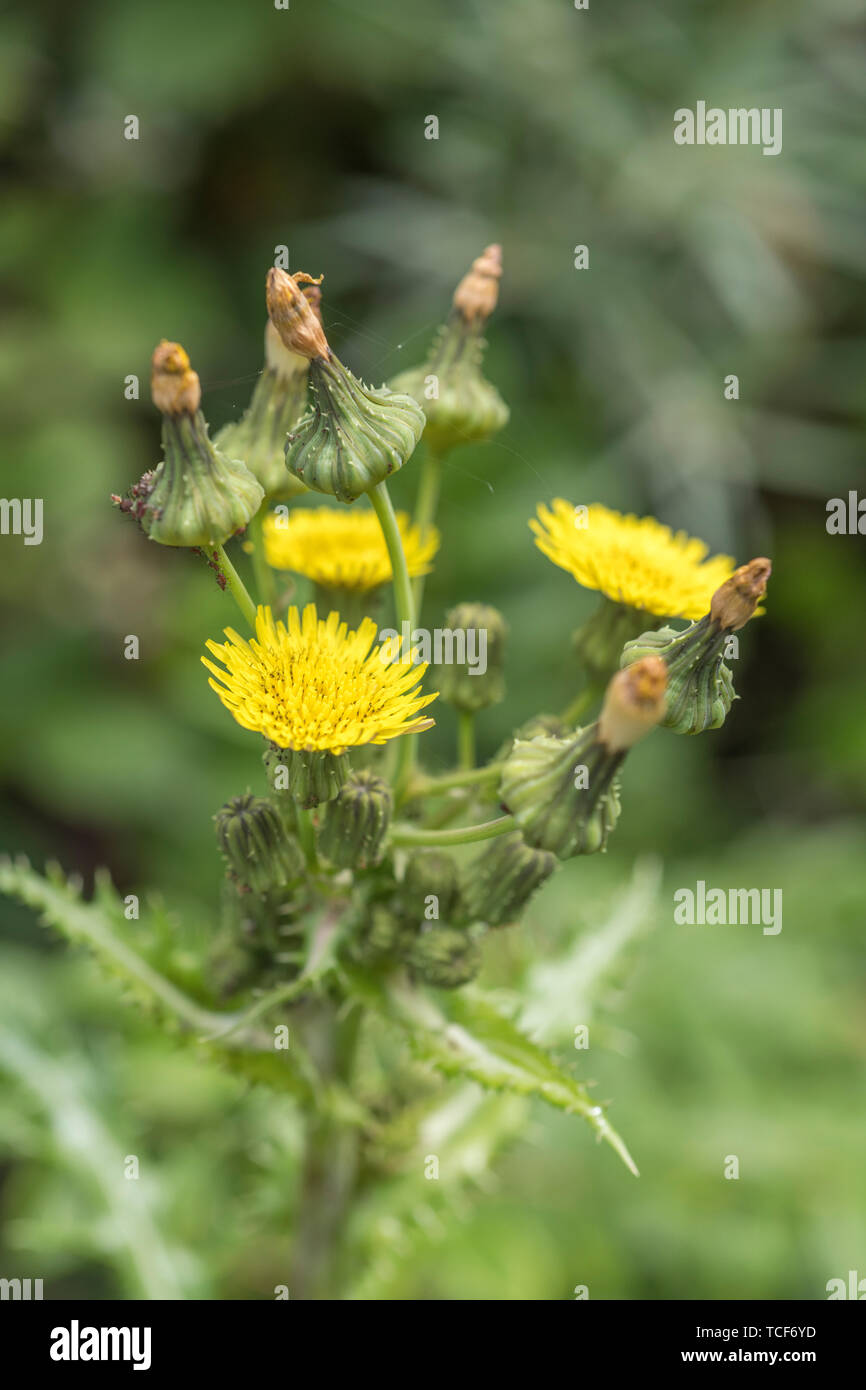 Fiori gialli, boccioli e fiori morti di fico d'India Sow-thistle / Sonchus asper. Foto Stock